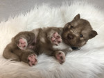 Jasper Blue Siberian puppies available
