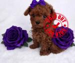 Teacup poodle