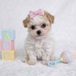 Teacup poodle