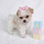 Teacup poodle