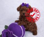 Teacup poodle