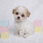 Teacup poodle