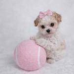 Teacup poodle