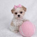 Teacup poodle