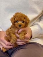 Beautiful Red Teacup Poodle – Very Small & Playful