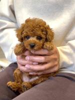 Beautiful Red Teacup Poodle – Very Small & Playful