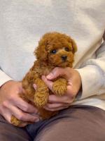 Beautiful Red Teacup Poodle – Very Small & Playful