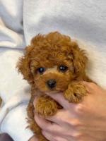 Beautiful Red Teacup Poodle – Very Small & Playful