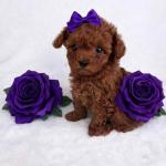 Adorable Teacup Poodle puppies available for loving homes