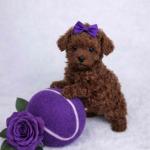 Adorable Teacup Poodle puppies available for loving homes