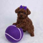 Adorable Teacup Poodle puppies available for loving homes