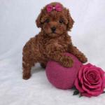 Adorable Teacup Poodle puppies available for loving homes