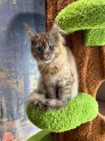 Mainecoon kittens for sale