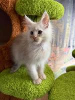 Mainecoon kittens for sale