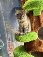 Mainecoon kittens for sale