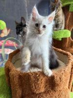 Mainecoon kittens for sale