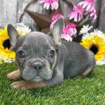 French Bulldog puppies for rehoming