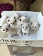 Ragdoll kittens