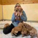 Golden retriever puppies for adoption $900 Negotiable