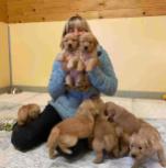 Golden retriever puppies for adoption $900 Negotiable