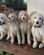 Adorable 8-Week-Old Standard Poodle Puppies Looking for Loving Homes