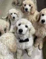 Adorable 8-Week-Old Standard Poodle Puppies Looking for Loving Homes