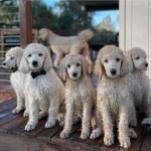 Adorable 8-Week-Old Standard Poodle Puppies Looking for Loving Homes