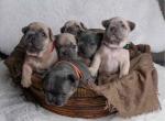 Beautiful French Bulldog Babies 6 months Health Guarantee