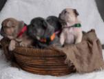 Beautiful French Bulldog Babies 6 months Health Guarantee