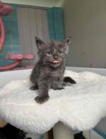 Black Mainecoon kitten ready for adoption👁️👁️🏡