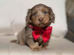 Minidachshund puppy for sale
