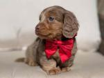 Minidachshund puppy for sale