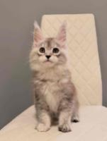 Adorable Mainecoon kittens for sale