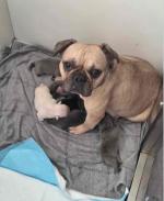 Tea cup Yorkie puppies ready for adoption