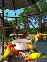Beautiful Garden Talkative Parrots