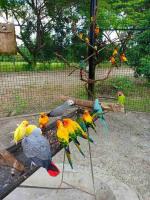 Beautiful Garden Talkative Parrots