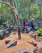 Beautiful Garden Talkative Parrots