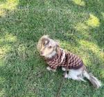 Mini Dachshund kelly