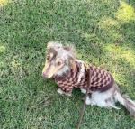 Mini Dachshund kelly