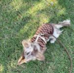 Mini Dachshund kelly