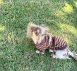 Mini Dachshund kelly