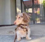 Mini Dachshund kelly