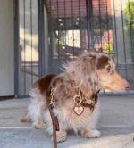 Mini Dachshund kelly