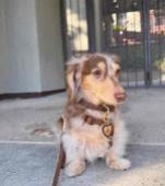 Mini Dachshund kelly