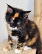 Maine coon kittens