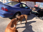 Ford Mustang 122,000 mi