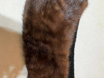 Vtg Fur Collar