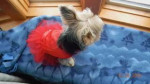 Designer Red Dress for little dog