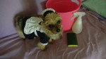 Dog costumes for small dogs