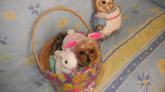 Dog costumes for small dogs